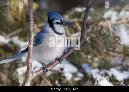 Close up Blue Jay (Cyanocitta cristata) perching on the branch of a Birch tree in the Chippewa National Forest, northern Minnesota USA Stock Photo