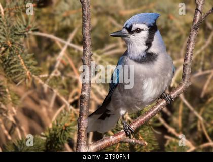 Close up Blue Jay (Cyanocitta cristata) perching on the branch of a Birch tree  in the Chippewa National Forest, northern Minnesota USA Stock Photo