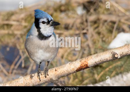 Close up Blue Jay (Cyanocitta cristata) perching on the branch of a Paper Birch tree in the Chippewa National Forest, northern Minnesota USA Stock Photo
