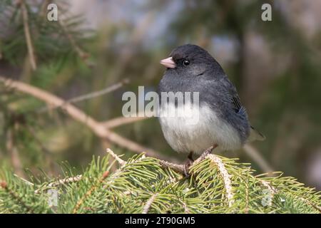 Close up male Dark Eyed Junco (Junco hyemalis) perching in the boughs of a Minnesota White Spruce tree in northern Minnesota USA Stock Photo