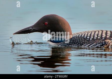 Adult Common Loon (Gavia immer) swimming in a northern Minnesota lake in the summer in the Chippewa National Forest, northern Minnesota USA Stock Photo