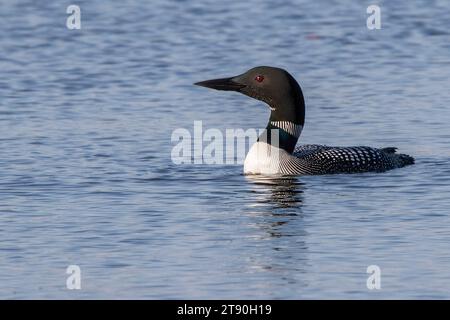 Beautiful adult Common Loon (Gavia immer) swimming in a northern Minnesota lake in the summer in the Chippewa National Forest, northern Minnesota USA Stock Photo