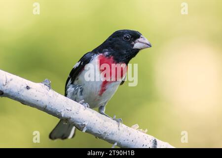 Male Rose Breasted Grosbeak (Pheucticus ludovicianus) perched on Birch tree branch in Chippewa National Forest, northern Minnesota USA Stock Photo