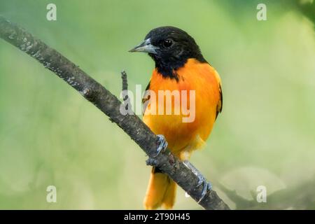 Close up Male Baltimore Oriole (Icterus galbula) perched on tree branch in the Chippewa National Forest, northern Minnesota USA Stock Photo