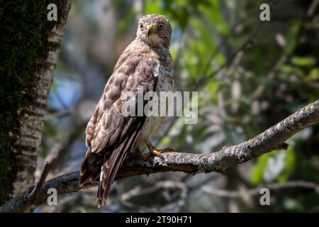 Close up Sharp Shinned Hawk (Accipiter striatus) perched on dead tree branch in the Chippewa National Forest, northern Minnesota USA Stock Photo