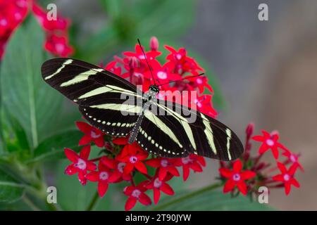 A tropical longwing zebra longwing butterfly (heliconius charithonia) sitting on a red flower. Stock Photo