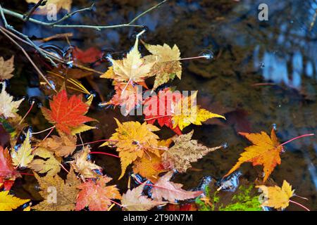 Autumn-colored fallen Japanese maple leaves floating in a stream of water Stock Photo