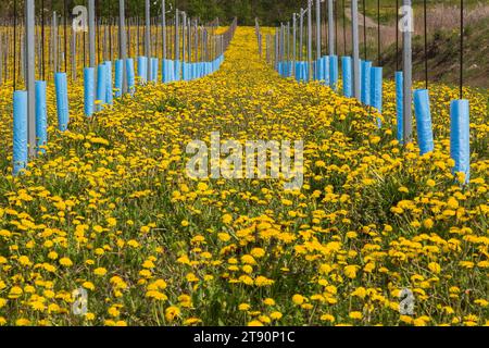 Rows of young Malus domestica - Apple trees protected  rom wind and cold weather with stake and blue plastic sleeves in spring, Quebec, Canada. Stock Photo