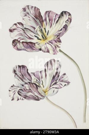 Tulipa gesneriana (Didier's Tulip), 1815, Unknown Austrian, 19th century, 13 3/4 x 8 5/8 in. (34.93 x 21.91 cm) (image)14 1/4 x 9 7/8 in. (36.2 x 25.15 cm) (sheet), Watercolor over graphite, Austria, 19th century Stock Photo