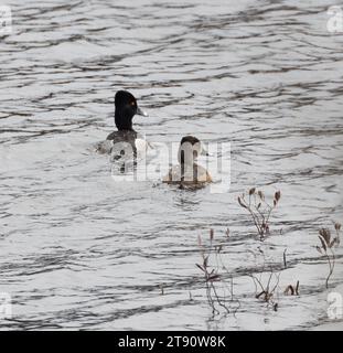 Ring-necked duck couple on rippled water in springtime in Muskoka Stock Photo