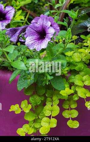 Petunia flowers and Lysimachia nummularia 'Aurea' - Golden Creeping Jenny growing in container in summer. Stock Photo