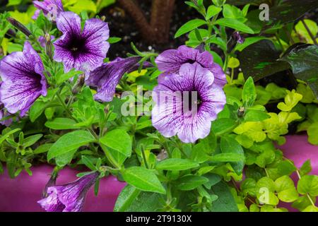 Petunia flowers and Lysimachia nummularia 'Aurea' - Golden Creeping Jenny growing in container in summer. Stock Photo