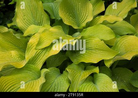 Hosta 'Birchwood Parky's Gold' with raindrops in summer. Stock Photo