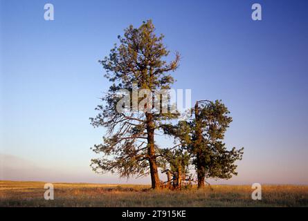 Ponderosa pine (Pinus ponderosa), Bridge Creek Wildlife Area, Oregon Stock Photo
