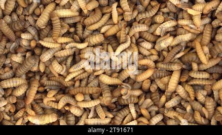 Black soldier fly larvae are used as animal feed. Maggot being harvested at one of the insect farms for fish and poultry feed Stock Photo