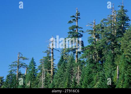 Ancient forest, Rogue-Coquille National Scenic Byway, Siskiyou National Forest, Oregon Stock Photo