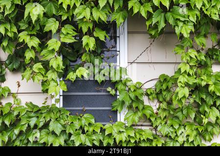 picture of a window covered with vines on an old house Stock Photo
