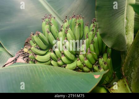 Bananas Musa mannii H. Wendl. ex Baker Stock Photo