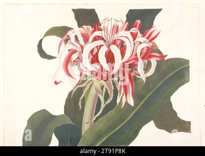 Crinum augustum (Giant Spider Lily, Queen Emma Lily), 1831-1834, Priscilla Susan Bury; Engraver: Robert Havell, Jr.; Publisher: Robert Havell, Jr., American (born England), American (born England), 1793 - 1878, 18 1/4 × 23 in. (46.36 × 58.42 cm) (plate)30 3/8 × 38 1/2 × 1 5/8 in. (77.15 × 97.79 × 4.13 cm) (outer frame), Color aquatint with hand-coloring, England, 19th century Stock Photo