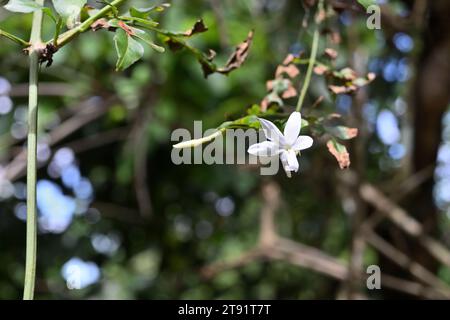 A fragrant white colored Royal jasmine flower (Jasminum grandiflorum) bloomed throughout the night time and now is in direct sunlight. This plant has Stock Photo
