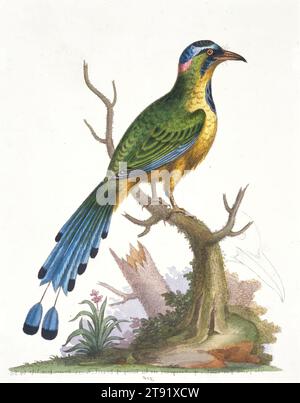 The Brazilian Saw-billed Roller, 1802-1805, George Edwards, English, 1694 - 1773, 18 5/8 x 11 3/8 in. (47.37 x 28.96 cm) (sheet), Hand-colored engraving, England, 19th century Stock Photo