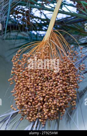 Bunch of fresh dates hanging from a date palm tree Stock Photo