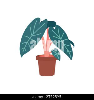 Vector isolated illustration with exotic Alocasia in ceramic pot. Poster for professional guide about growing plants at home. Flat concept about care Stock Vector