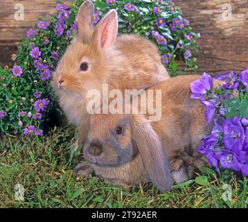 Different Color Rabbits Together Two young rabbits in different colors are grazing on green grass ...