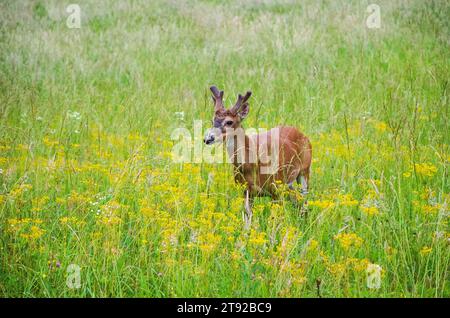 White-tailed deer at the Smoky Mountain National Park, North Carolina Stock Photo