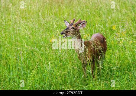 White-tailed deer at the Smoky Mountain National Park, North Carolina Stock Photo