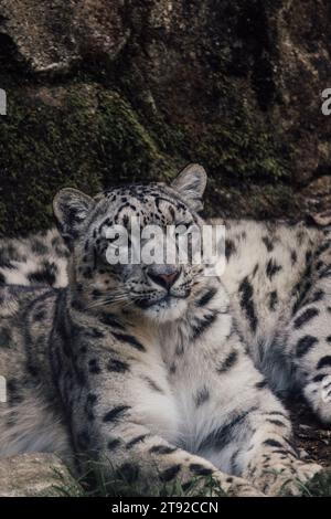 A beautiful snow leopard relaxing on a patch of grass, atop a pile of rocks in its natural habitat Stock Photo