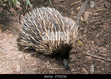 the short nosed has strong-clawed feet and spines on the upper part of a brownish body. Stock Photo