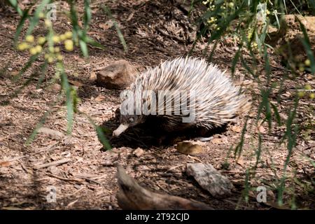 the short nosed has strong-clawed feet and spines on the upper part of a brownish body. Stock Photo