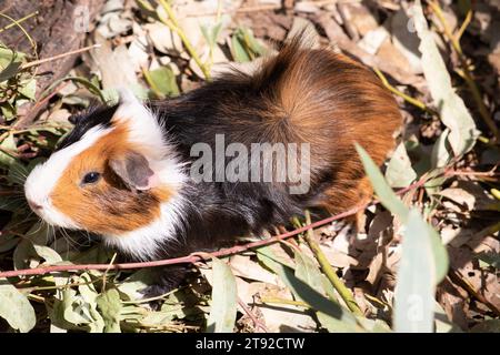 Guinea pigs are small stout-bodied short-eared nearly tailless domesticated rodent.They are often kept as a pet Stock Photo