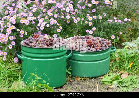 Best grapes for making red wine. Vine grapes harvest in autumn. Stock Photo