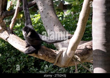 the male white cheeked gibbon has a black body and white around his cheeks Stock Photo