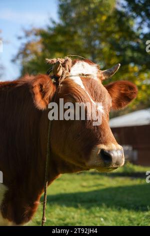 Mixed breed beef cow headshot Stock Photo