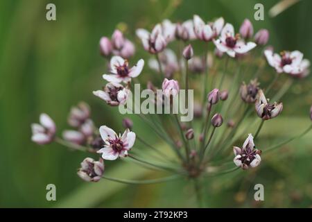 butomus umbellatus flowers in the garden pond Stock Photo