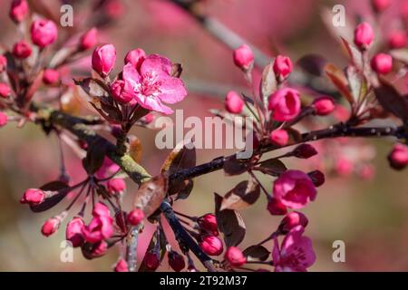 Malus Cardinal, Crab Apple, Malus hupensis Princeton Cardinal, flowering tree with large, intense pink, flowers, blossom Stock Photo