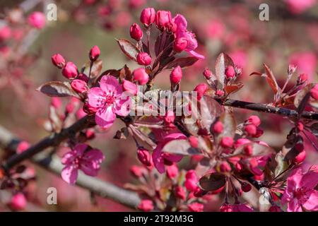 Malus Cardinal, Crab Apple, Malus hupensis Princeton Cardinal, flowering tree with large, intense pink, flowers, blossom Stock Photo