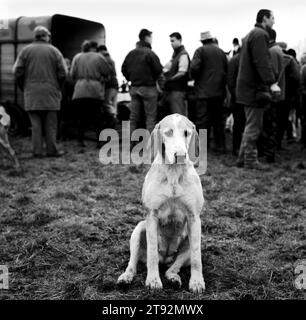 Duke of Beaufort Hunt. An old foxhound looking very sad and tired at the end of the days hunting. Hunters having a social occasion after the hunt. The Beaufort hunt fifteen and a half couple of hounds, though 60 couples (of hounds)  are kept in kennels. Luckington, Gloucestershire. England UK 2002 2000s HOMER SYKES Stock Photo