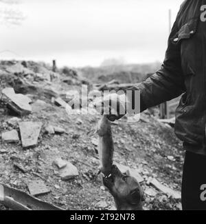 Rat Catching UK. The Royal Albert Ratting Club. A farm rat, it is estimated that one rat costs a farmer 50p a week in grain and damage. Waste ground at Bromley Farm, Bramley, Barnsley, Yorkshire England 2002, 2000s HOMER SYKES Stock Photo