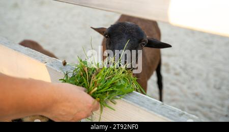 A woman feeds a brown goat grass in a petting zoo. Be closer to animals and nature. Close up Stock Photo