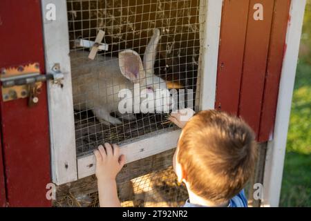 Toddler boy plays with a white rabbit in a petting zoo on a sunny summer day. Friendship with the animal. Focus on the rabbit Stock Photo