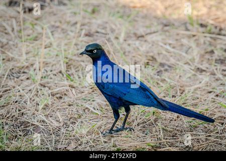 Rueppell's Glossy Starling Bird in Masai Mara Kenya Africa Stock Photo