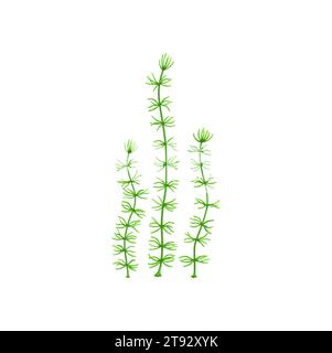 Cartoon underwater Nitella seaweed plant. Aquarium and sea algae. Tropical sea undersea algae, ocean marine flora or aquarium water plant, coral reef underwater deep isolated vector green weed Stock Vector