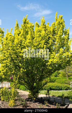 Golden Elm, Ulmus x hollandica 'Wredei' in Garden Stock Photo