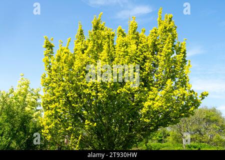 Golden-Leaved Dutch Elm, Tree, Deciduous, Ulmus x hollandica 'Wredei' Stock Photo