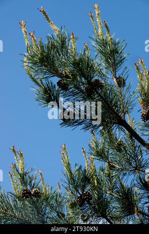 Scots Pine, Pinus sylvestris 'Argentea', Pine, branches, Tree Stock Photo