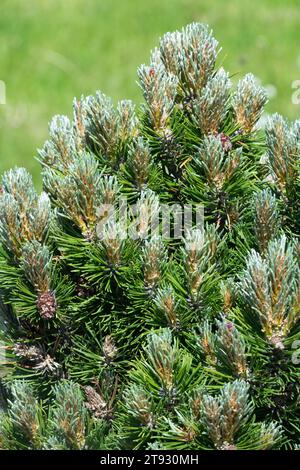 Mountain Pine, Pinus uncinata 'Heideperle' Stock Photo